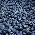 Certified Organic Blueberries- frozen