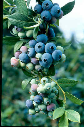 BLUECROP BLUEBERRY (Vaccinium corymbosum)