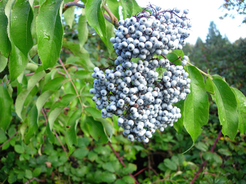 BLUE ELDERBERRY (Sambucus caerulea)