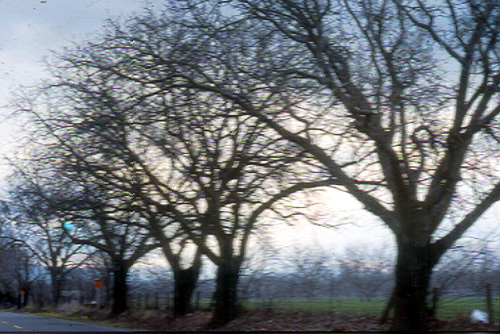 SPARROW BLACK WALNUT (Juglans nigra)