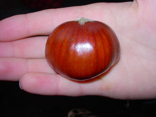 BOUCHE DE BETIZAC CHESTNUT (Castanea sativa x crenata)