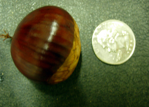 BOUCHE DE BETIZAC CHESTNUT SEEDS  (European x Japanese)