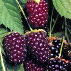 Boysenberry