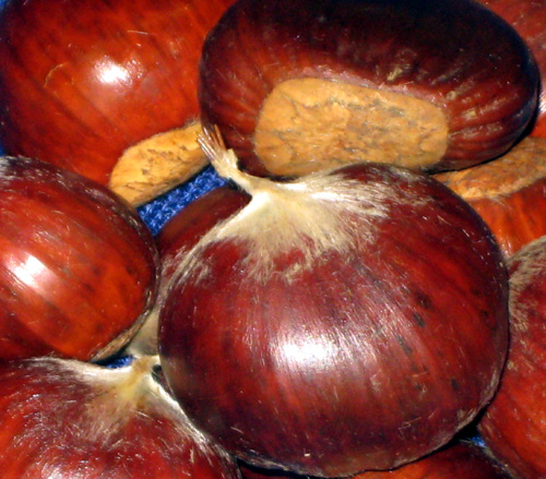 BRACALLA CHESTNUT SEEDS (Castanea sativa x)