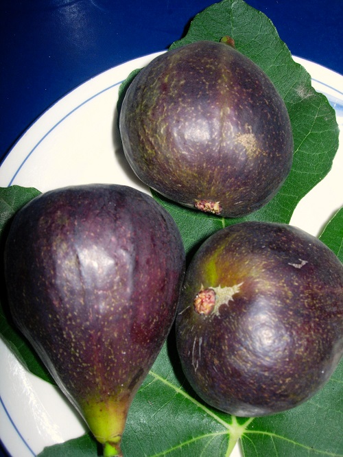 BRUNSWICK FIG (Ficus carica)