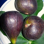 BRUNSWICK FIG (Ficus carica)