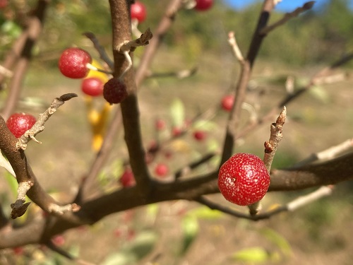 BUFFALOBERRY (Shepherdia argentea)