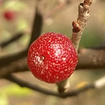 BUFFALOBERRY (Shepherdia argentea)