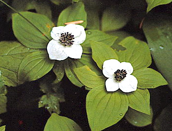 BUNCHBERRY (Cornus canadensis)