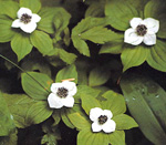 BUNCHBERRY (Cornus canadensis)