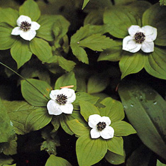 Native Groundcovers