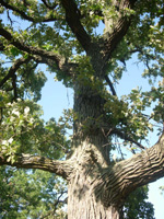 BUR OAK (Quercus macrocarpa)