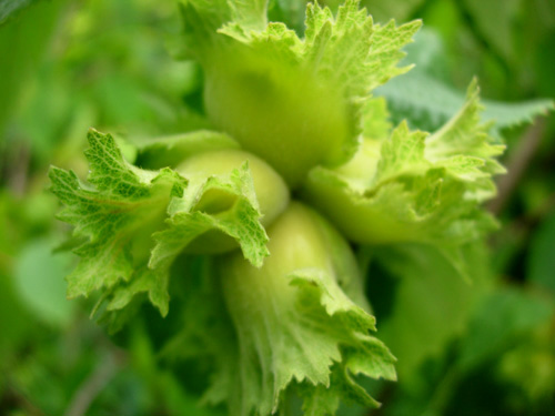 WINKLER BUSH HAZELNUT (Corylus americana)