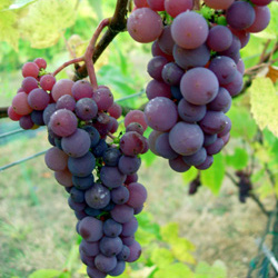 Fruiting Vines