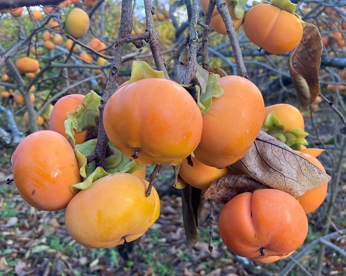 CARDINAL ASIAN PERSIMMON  (Diospyrus kaki)