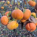 CARDINAL ASIAN PERSIMMON  (Diospyrus kaki)