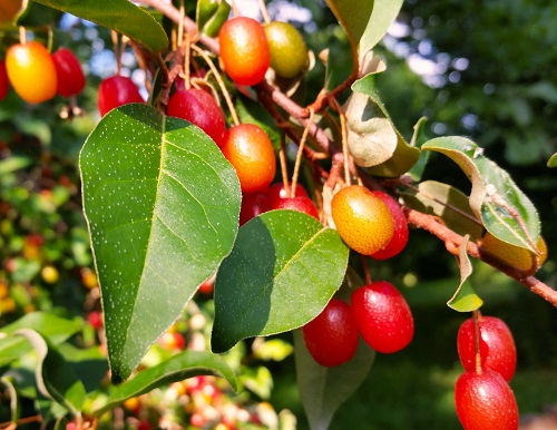 CARMINE GOUMI (Elaeagnus multiflora)