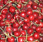 CARMINE JEWEL CHERRY (Prunus fruticosa x cerasus)