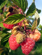 CAROLINE EVERBEARING RASPBERRY (Rubus sp.)