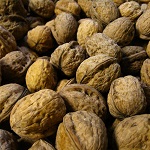 CASCADE ENGLISH WALNUT (Juglans regia)