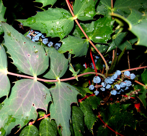 CASCADE OREGON GRAPE (Mahonia nervosa)