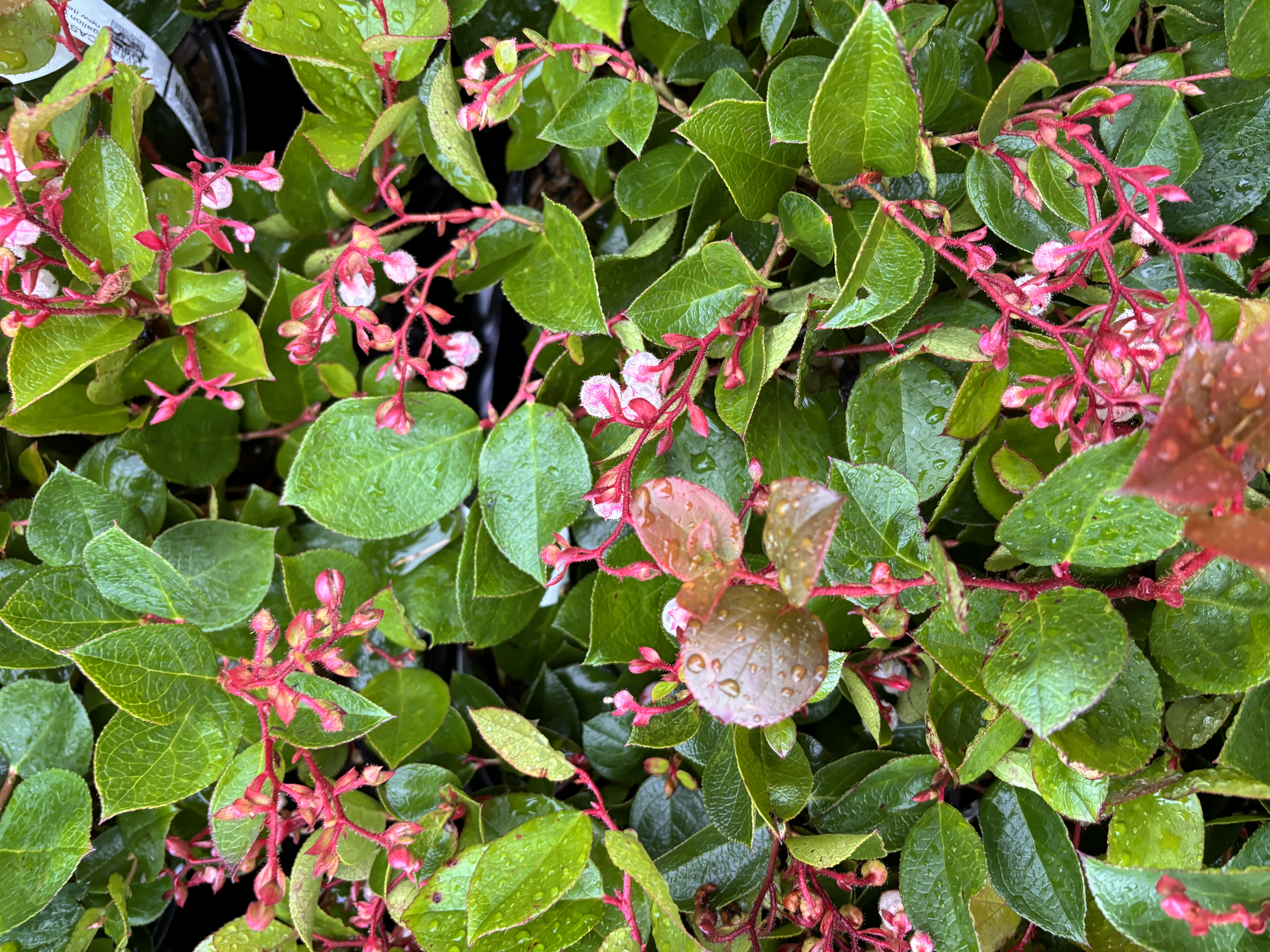 CASCADE SUNRISE SALAL (Gaultheria shallon)