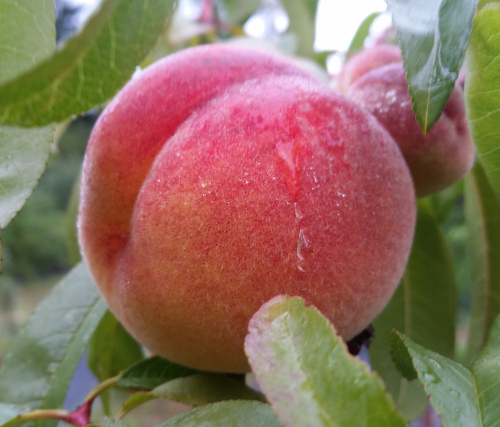 CHARLOTTE PEACH (Amygdalus persica)