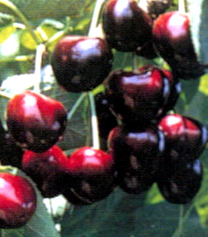 KRISTIN CHERRY (Prunus avium)