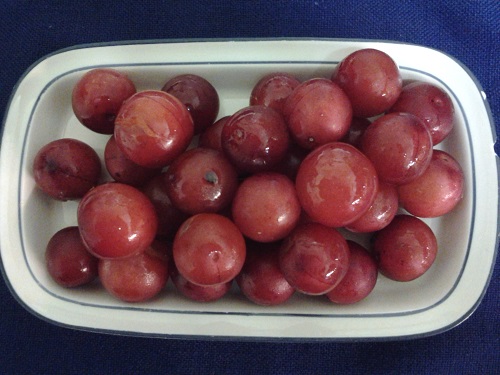 NADIA CHERRY PLUM (Prunus salicina x)