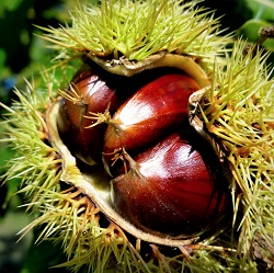 Chestnut Trees