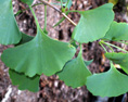 SKY TOWER MALE GINKGO (TM) (Ginkgo biloba)