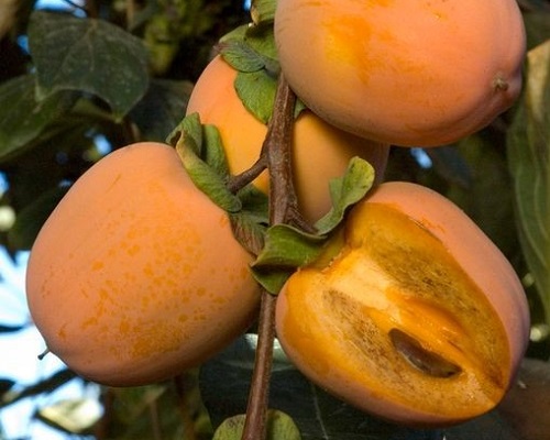 CHOCOLATE ASIAN PERSIMMON (Diospyros kaki)