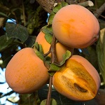 CHOCOLATE ASIAN PERSIMMON (Diospyros kaki)