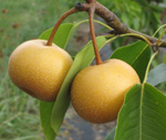 CHOJURO ASIAN PEAR (Pyrus pyrifolia)