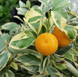 Citrus Trees