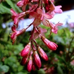 CLAREMONT PINK FLOWERING CURRANT (Ribes sanguineum)