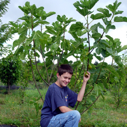 Fig Trees