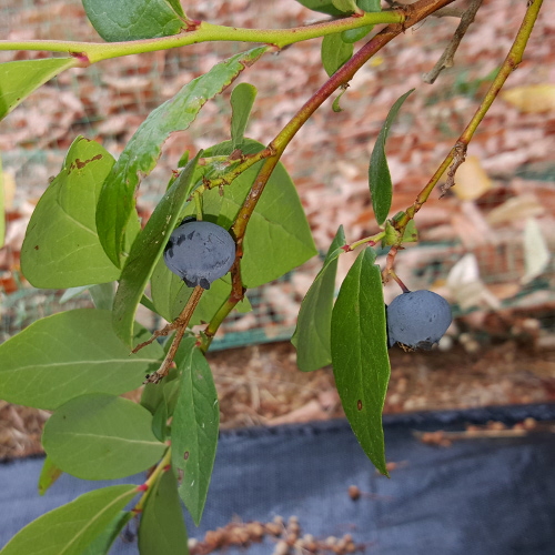 COLLINS BLUEBERRY (Vaccinium corymbosum)