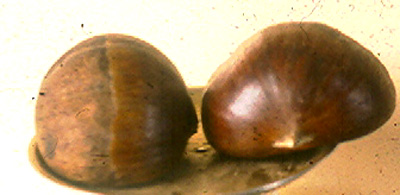 COLOSSAL CHESTNUT (Castanea sativa x crenata)