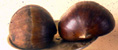 COLOSSAL CHESTNUT (Castanea sativa x crenata)