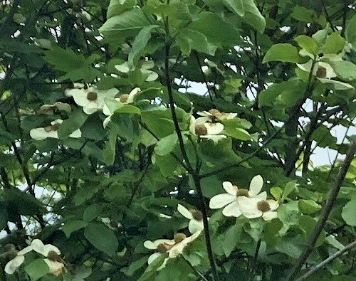 COLRIGO GIANT PACIFIC DOGWOOD (Cornus nuttallii)