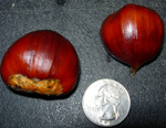 CONNECTICUT EARLY CHESTNUT (Castanea mollissima x pumila)