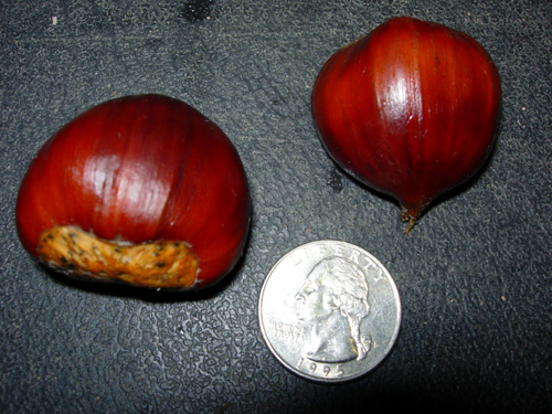 CONNECTICUT EARLY CHESTNUT (Castanea mollissima x pumila)