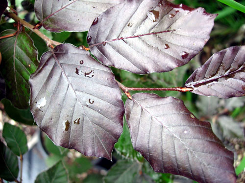 PURPLE BEECH (Fagus sylvatica 'Purpurea')