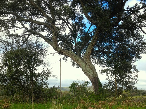 CORK OAK (Quercus suber)