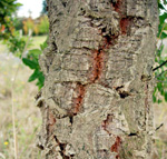 CORK OAK (Quercus suber)