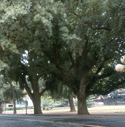 Oak Trees