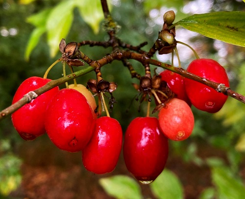 CORNELIAN CHERRY DOGWOOD (Cornus mas)