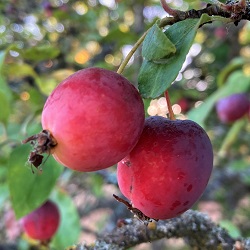 Crabapple Trees