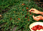 STEVENS CRANBERRY (Vaccinium macrocarpon)